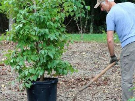 Planting New Trees and Shrubs