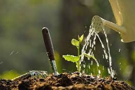 How Much Water Should One Give a Fruit Tree?