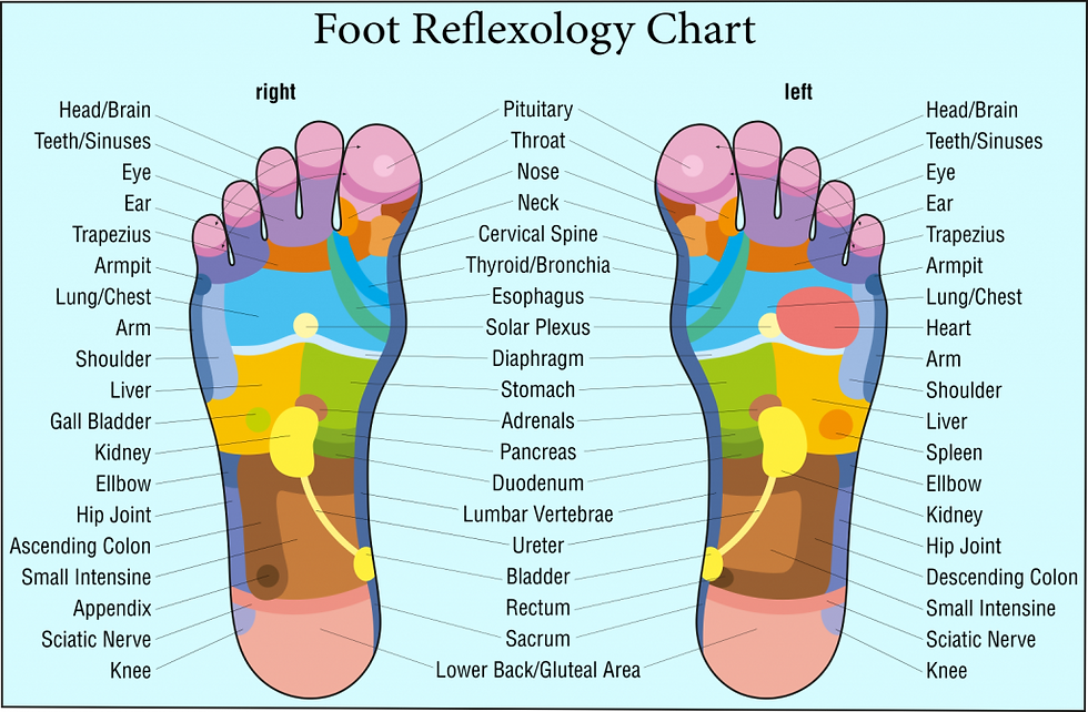 Reflexology Zones Diagram