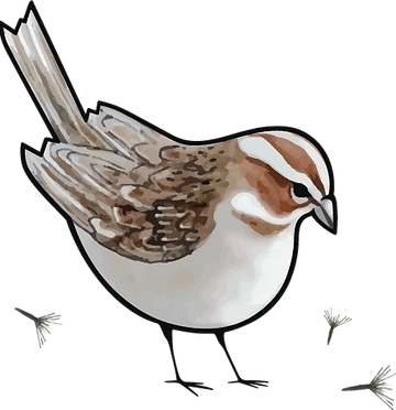 Landscape Design Kelowna Seed And Sparrow