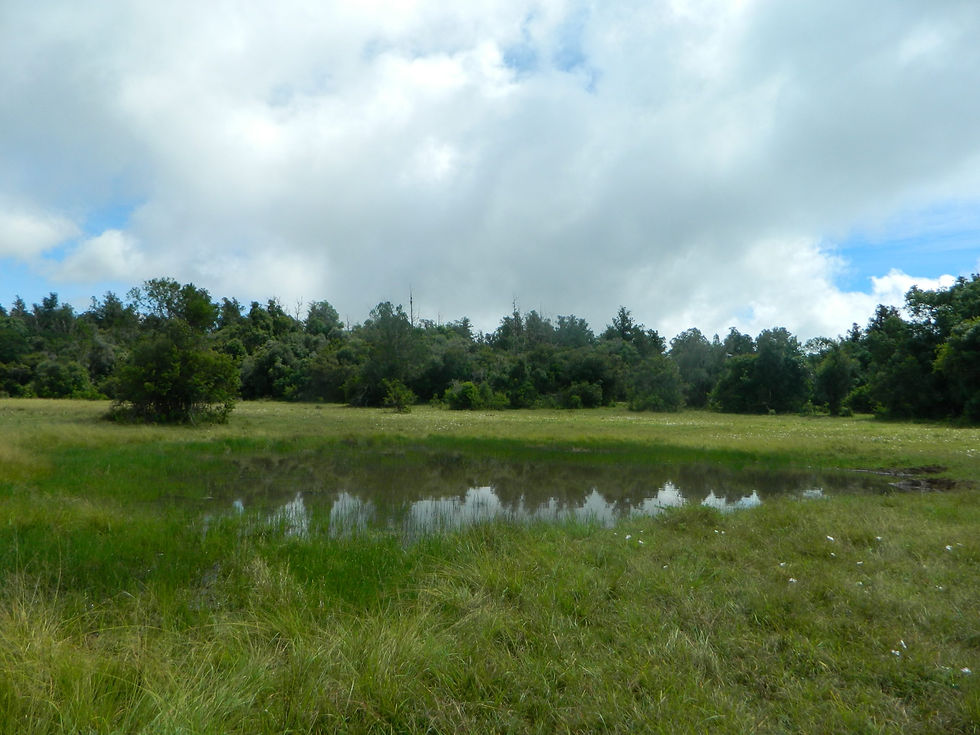 Mukogodo Forest