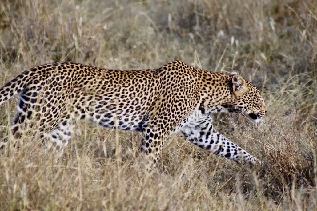 Cheetah at the Loisaba Conservancy