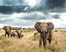 mugie-elephants-in-field