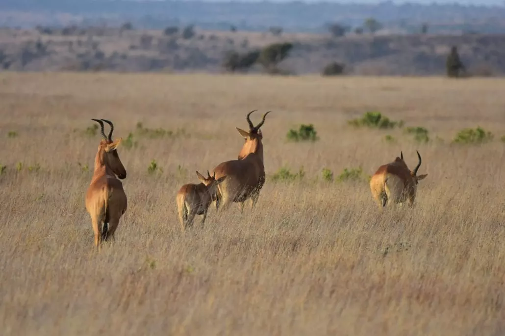 Hartebeest at the Loisaba Conservancy