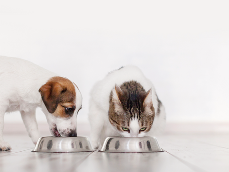 Nutrição de Cães e Gatos - Animal com Perda de Apetite