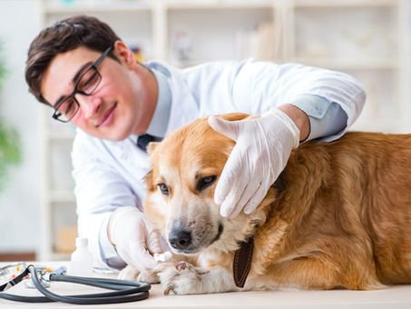 Doença Inflamatória Intestinal em Pets: Causas e Sintomas