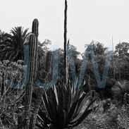 #blackandwhite #photography #monochrome #prints #hahnemühlefineartbaryta #baryta #platinum #palladium  #platinumpalladiumprints #fineart #jemwhite.com #jemwhitephotography #flora #trees #flowers #cacti #cactus #pedregal #mexicocity #mexico