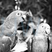 #animals #wild #nature #blackandwhite #photography #monochrome #prints #hahnemühlefineartbaryta #baryta #platinum #palladium  #platinumpalladiumprints #fineart #jemwhite.com #jemwhitephotography #bird #ornithological #parrot #cockatiel #cockatoo