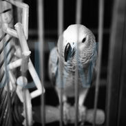 #animals #wild #nature #blackandwhite #photography #monochrome #prints #hahnemühlefineartbaryta #baryta #platinum #palladium  #platinumpalladiumprints #fineart #jemwhite.com #jemwhitephotography #bird #ornithological #parrot #cockatiel #cockatoo #caged
