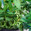 Thumbnail: Curly Lucky Bamboo