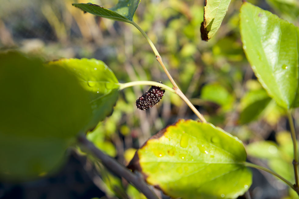 Mulberry