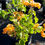 Thumbnail: Bougainvillea 3G