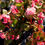 Thumbnail: Begonia 4"