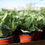 Thumbnail: Tropical Foliage 4"