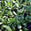Thumbnail: Succulents 2"