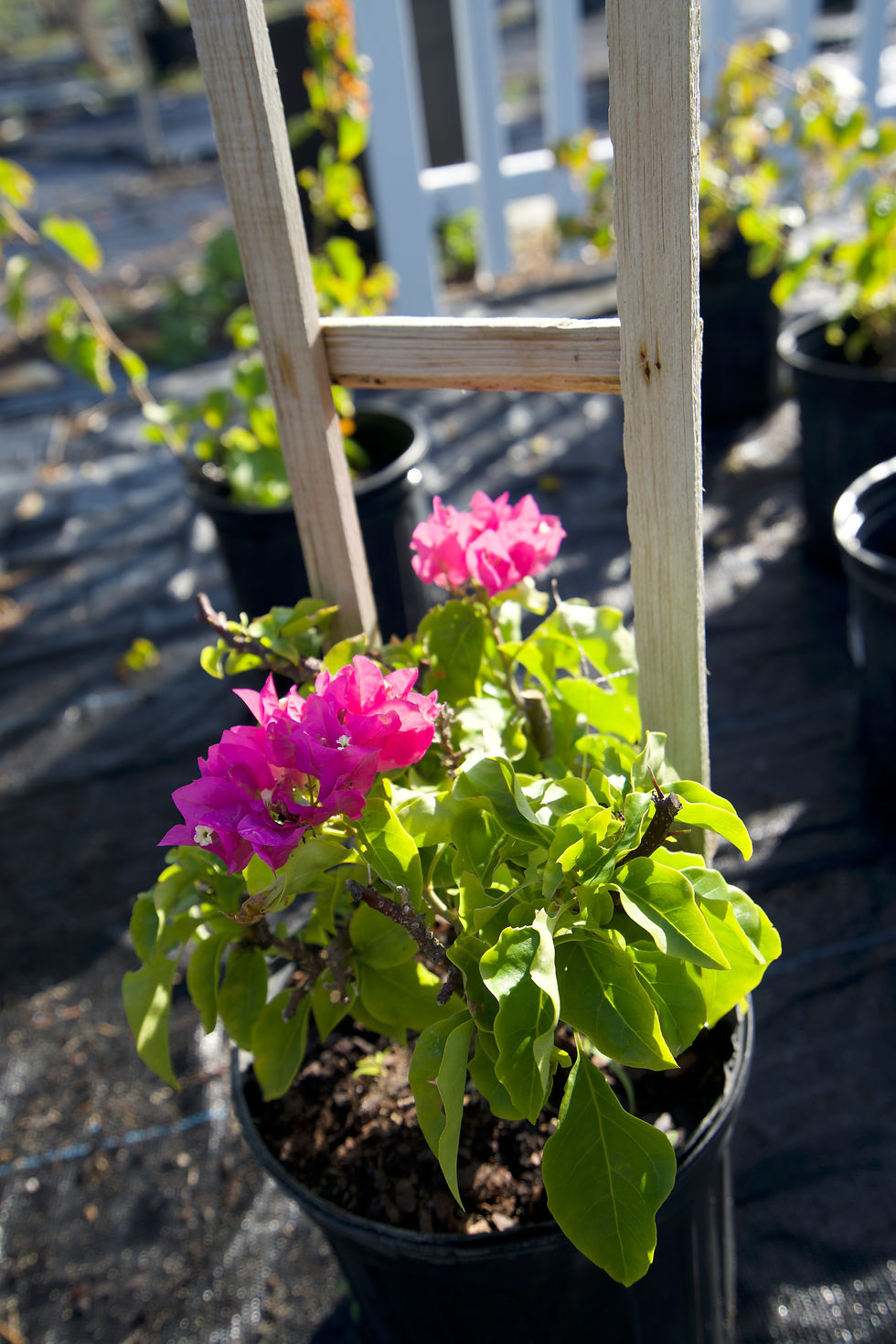 Thumbnail: Bougainvillea Vine 3G