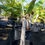 Thumbnail: Banana 7G
