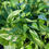 Thumbnail: Indoor Pothos Vine 4"