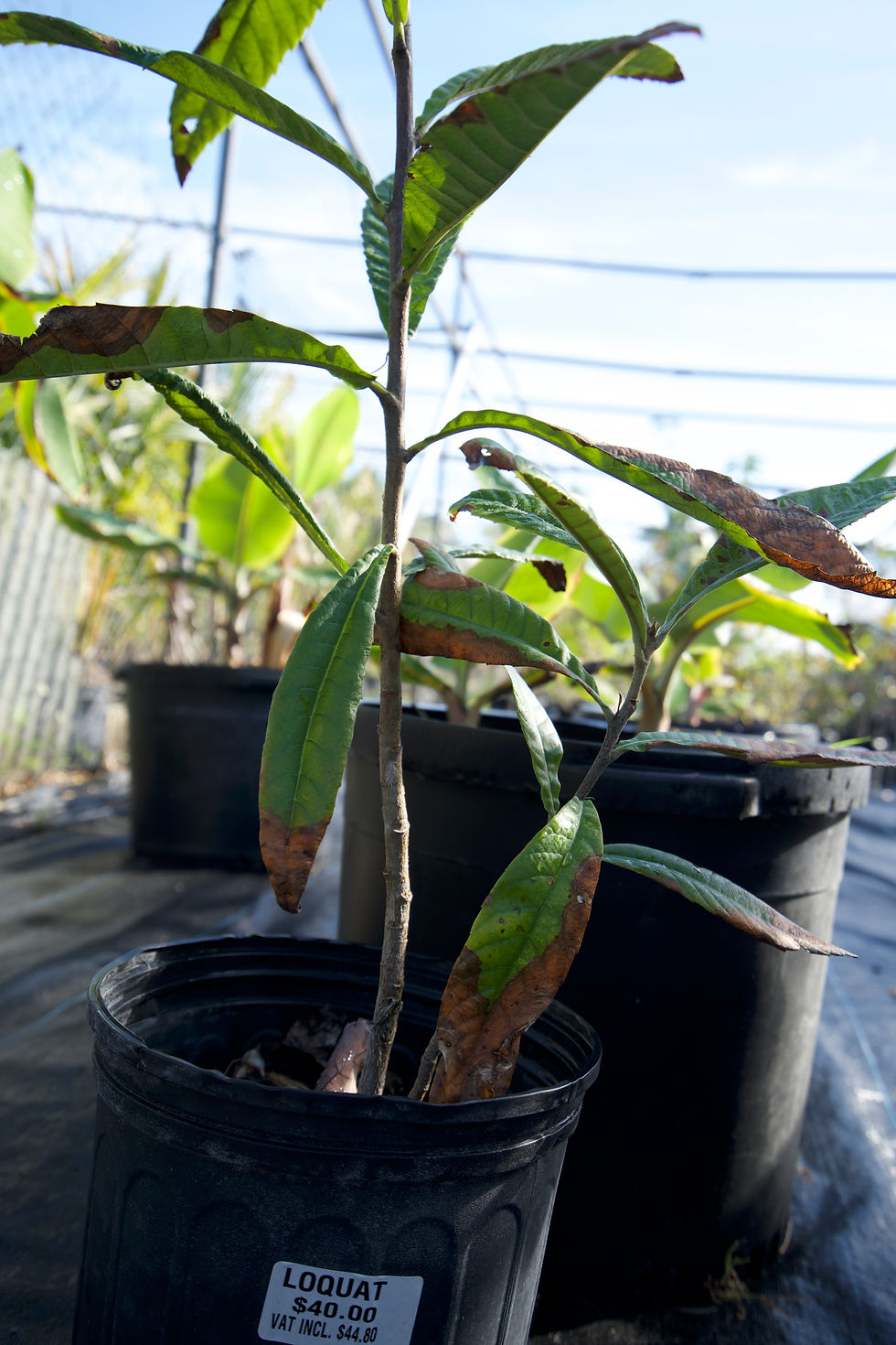 Loquat