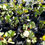 Thumbnail: Sea Grape 3G