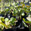 Thumbnail: Sea Grape 3G