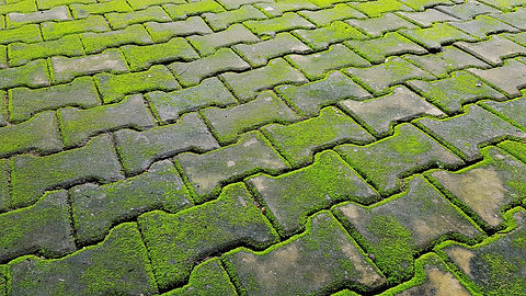 SWGMGarden - Moss.jpg