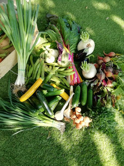 Panier de légumes de saison