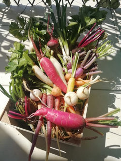 Panier de légumes frais