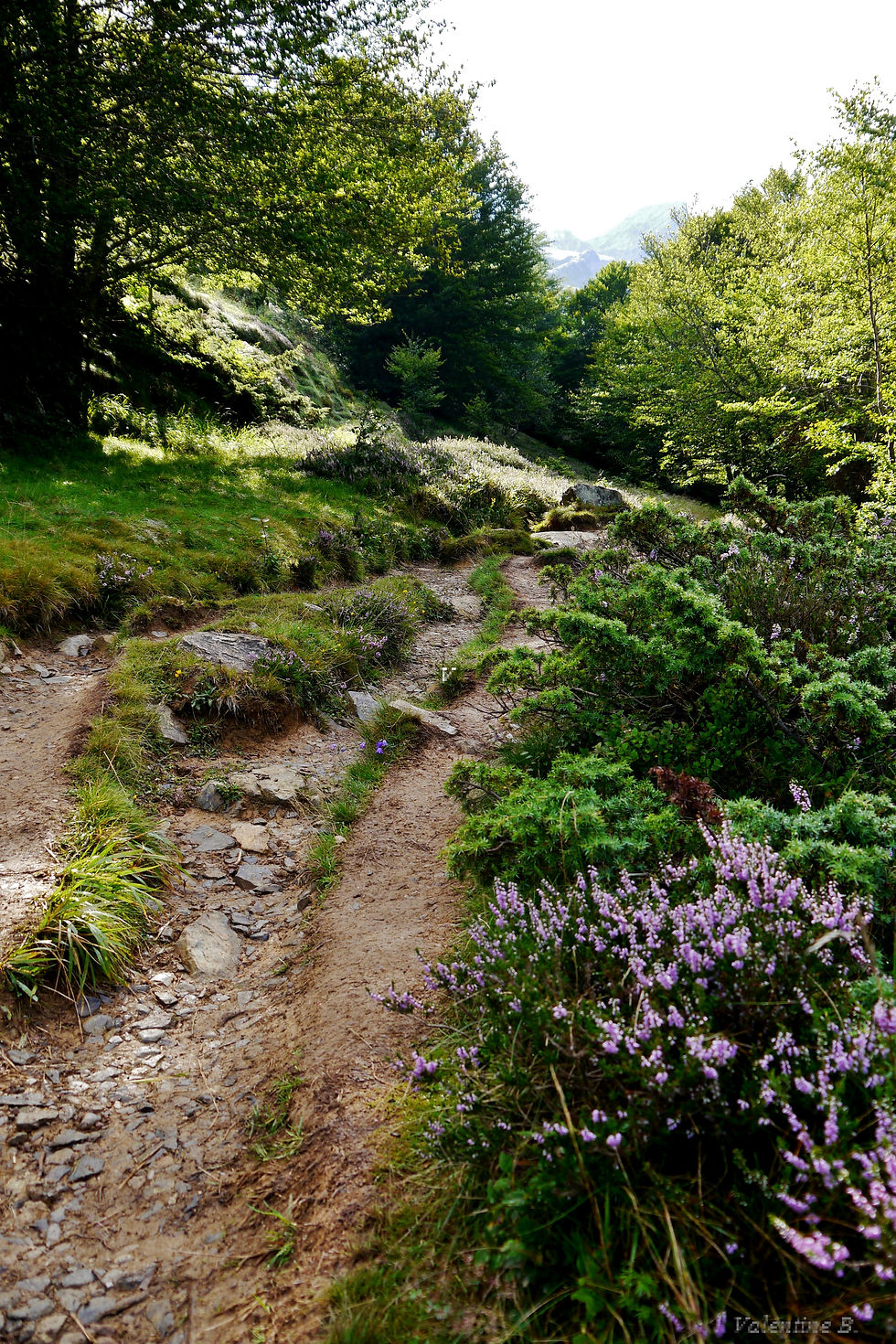 Sur le chemin de Gourette