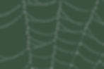 Spinnennetz