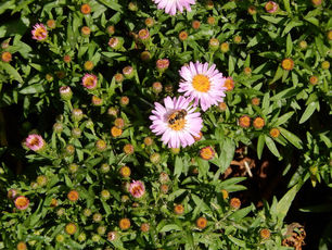Michaelmas Daisies