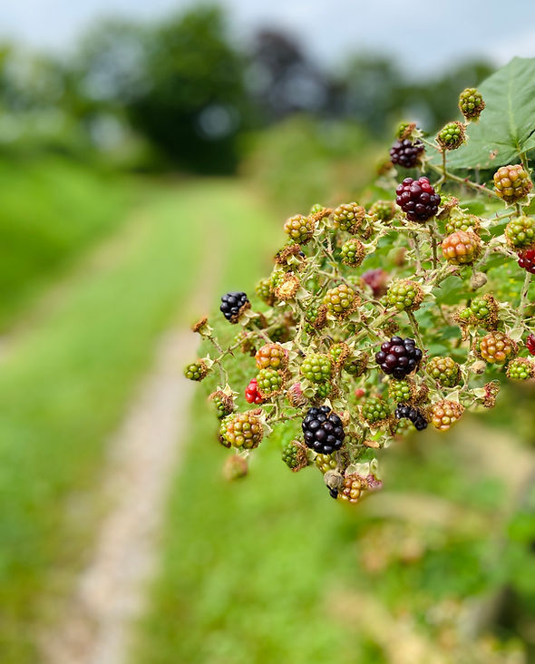 Brombeeren