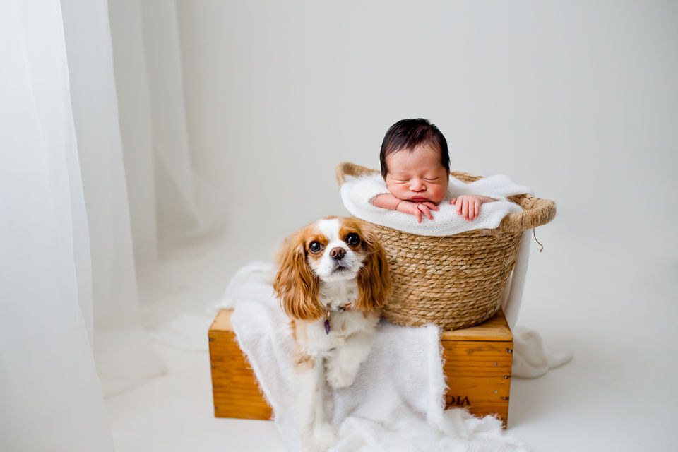 best newborn photographer I Newborn photographer I Glen Ellyn, IL, Chicago, IL