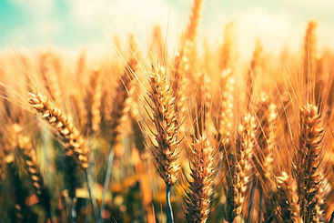 wheat.jpeg