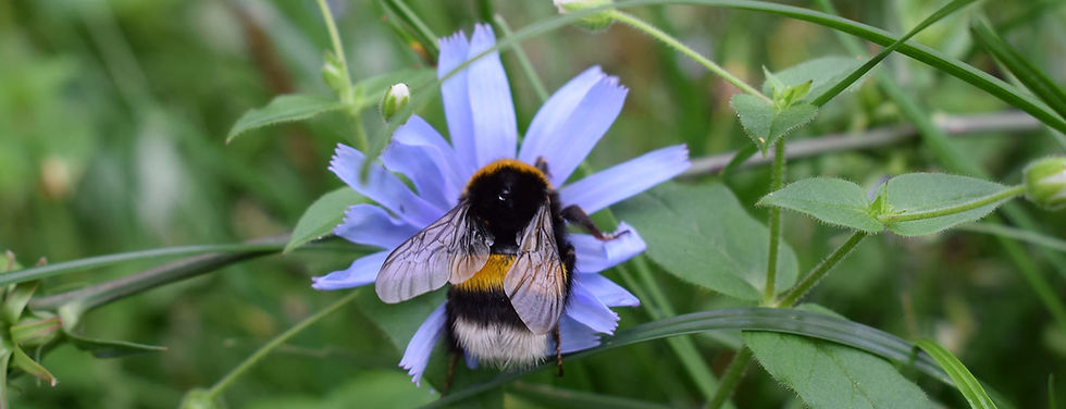 bee for logo.jpg