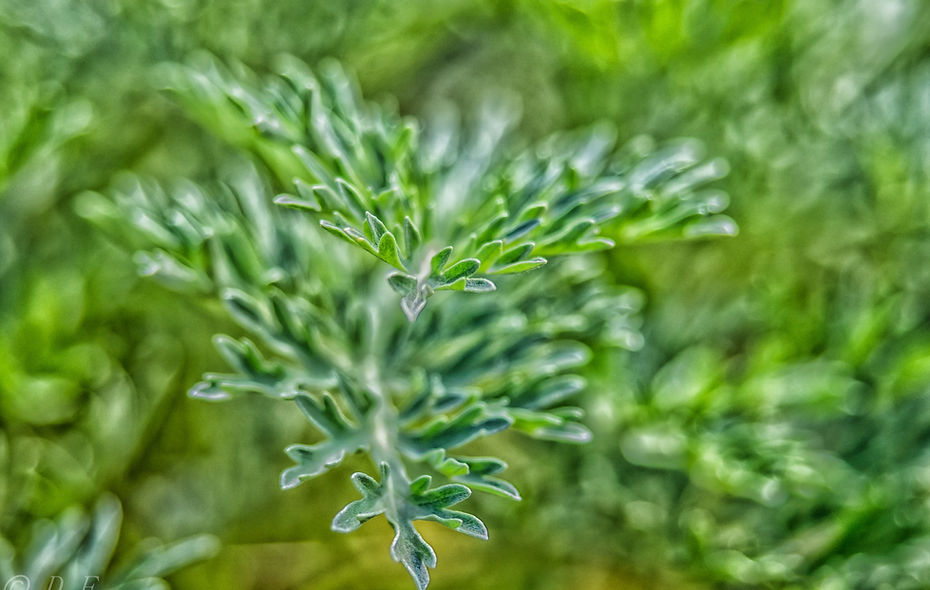 Wilde Natur