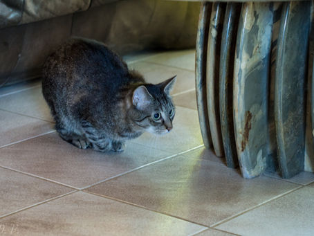 Toben