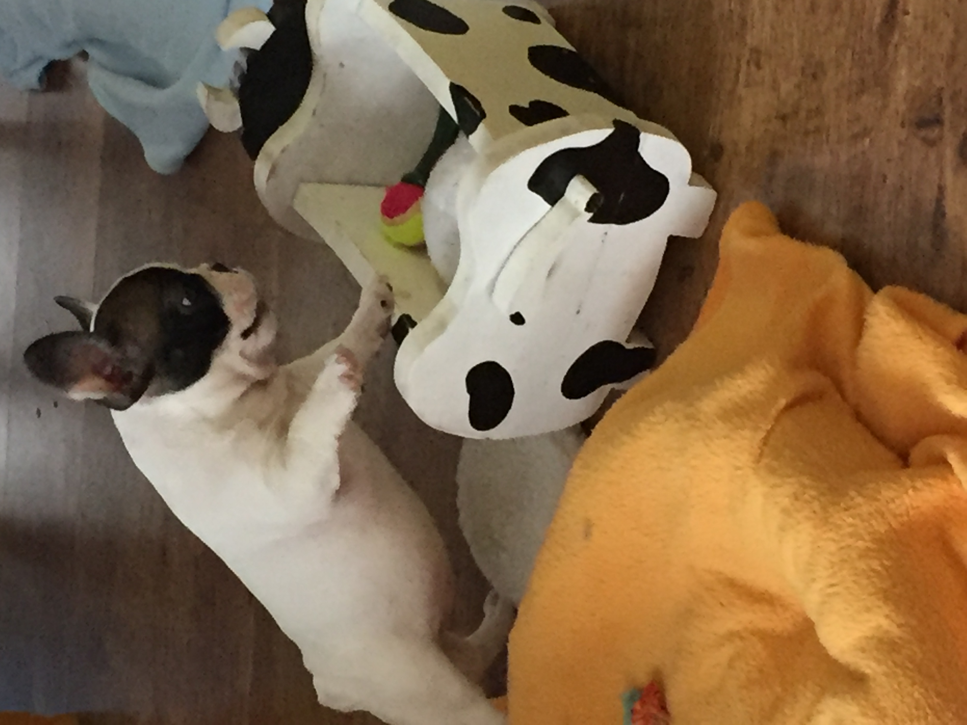 Coco