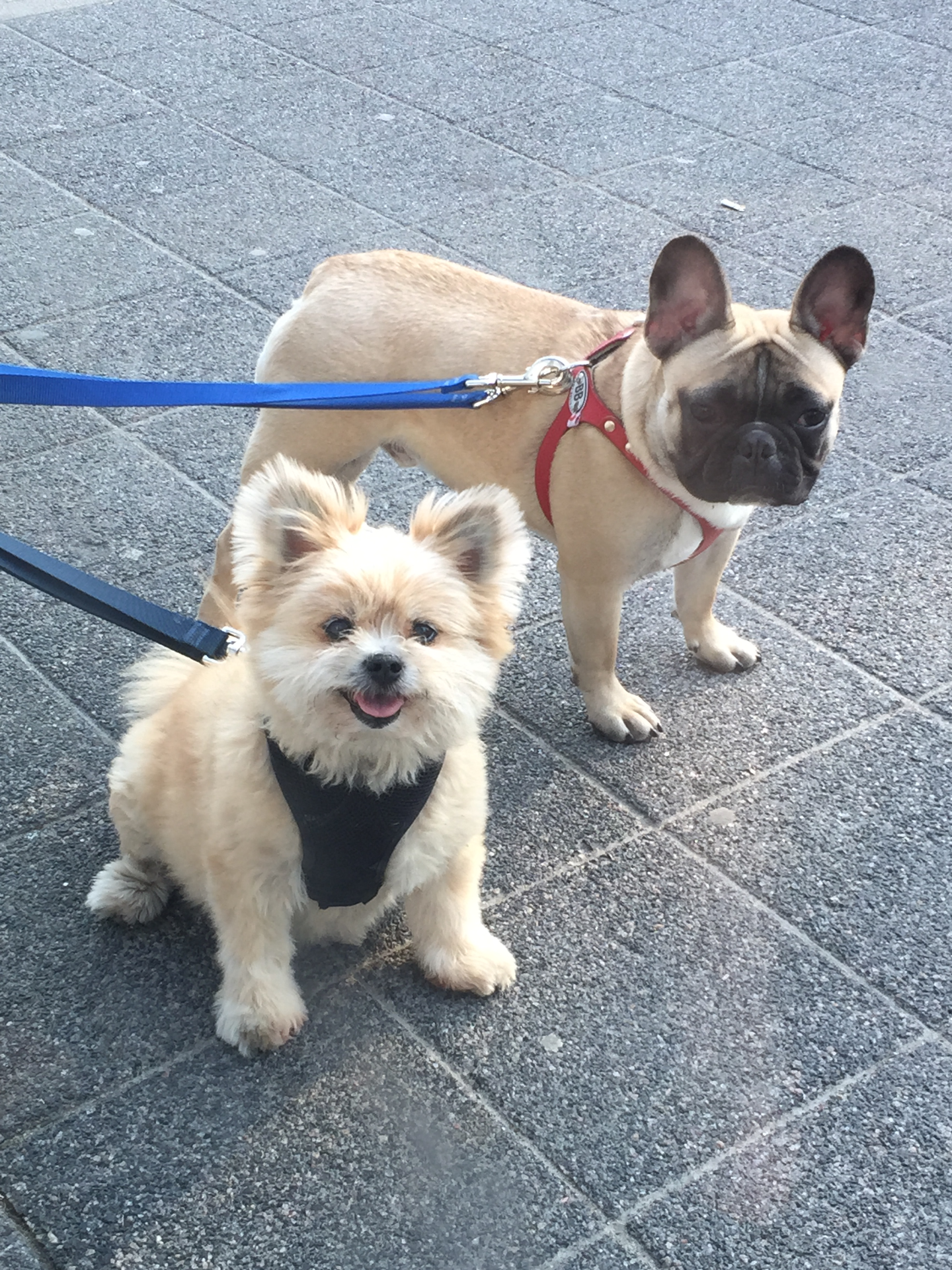 Bowser found a friend