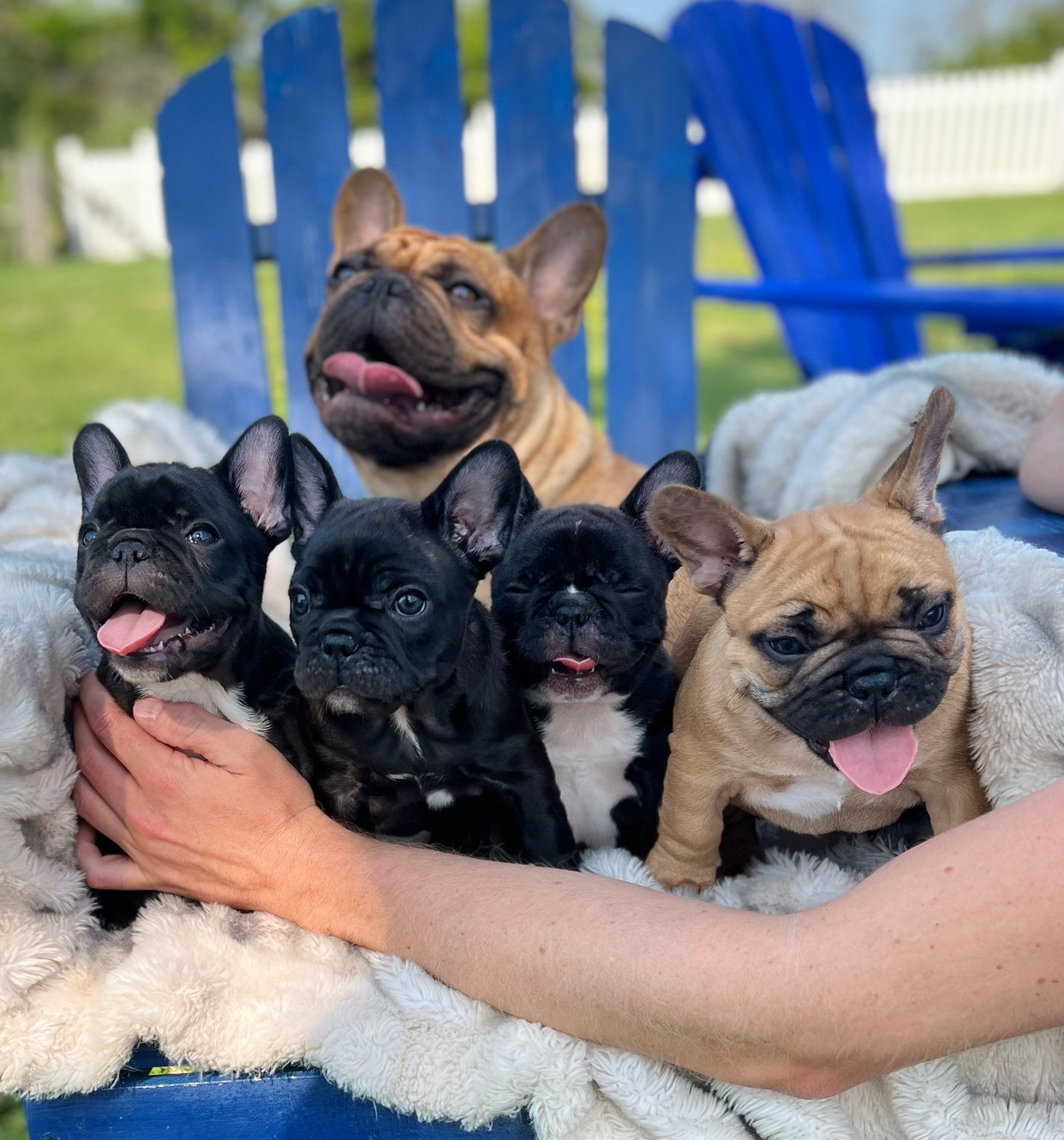 Ckc french bulldog puppies for sale 2025