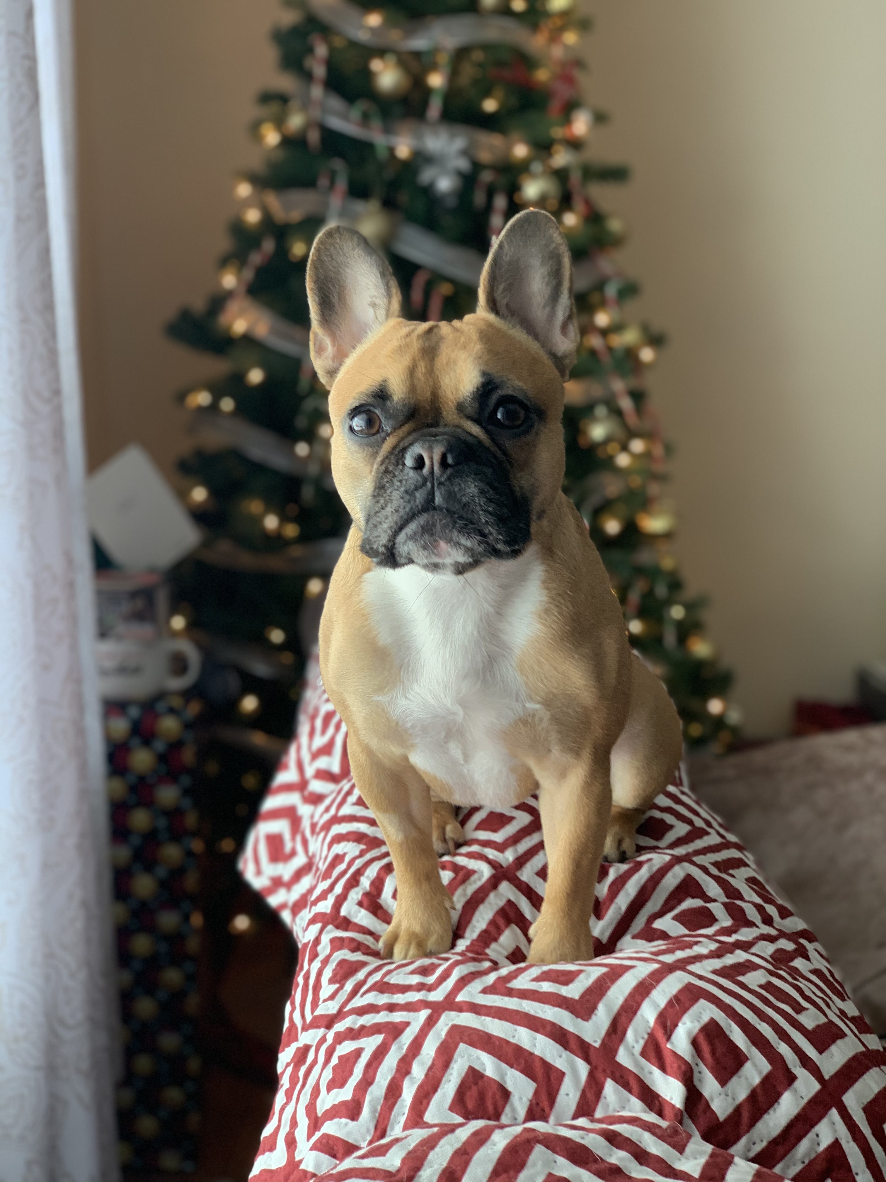 Piper