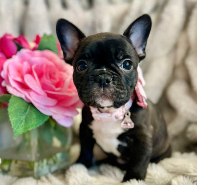 Sweet brindle french bulldog puppy for sale Belleville Ontario