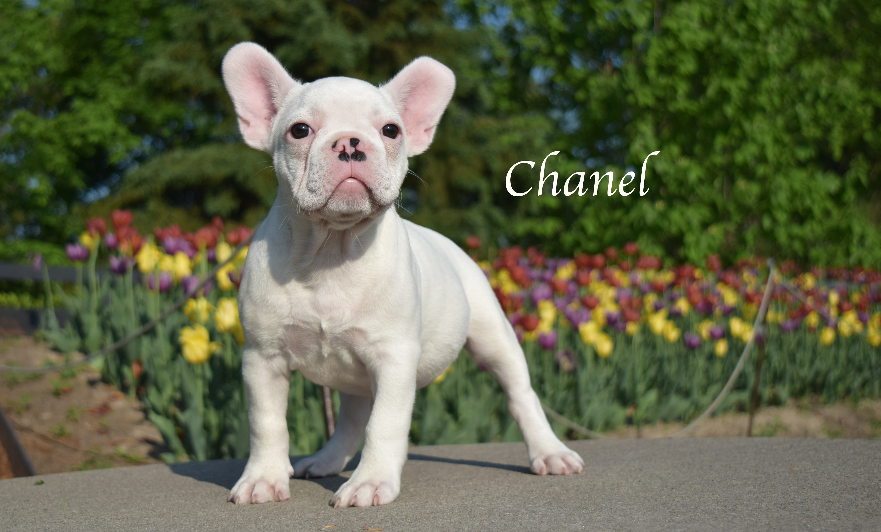Chanel 2016