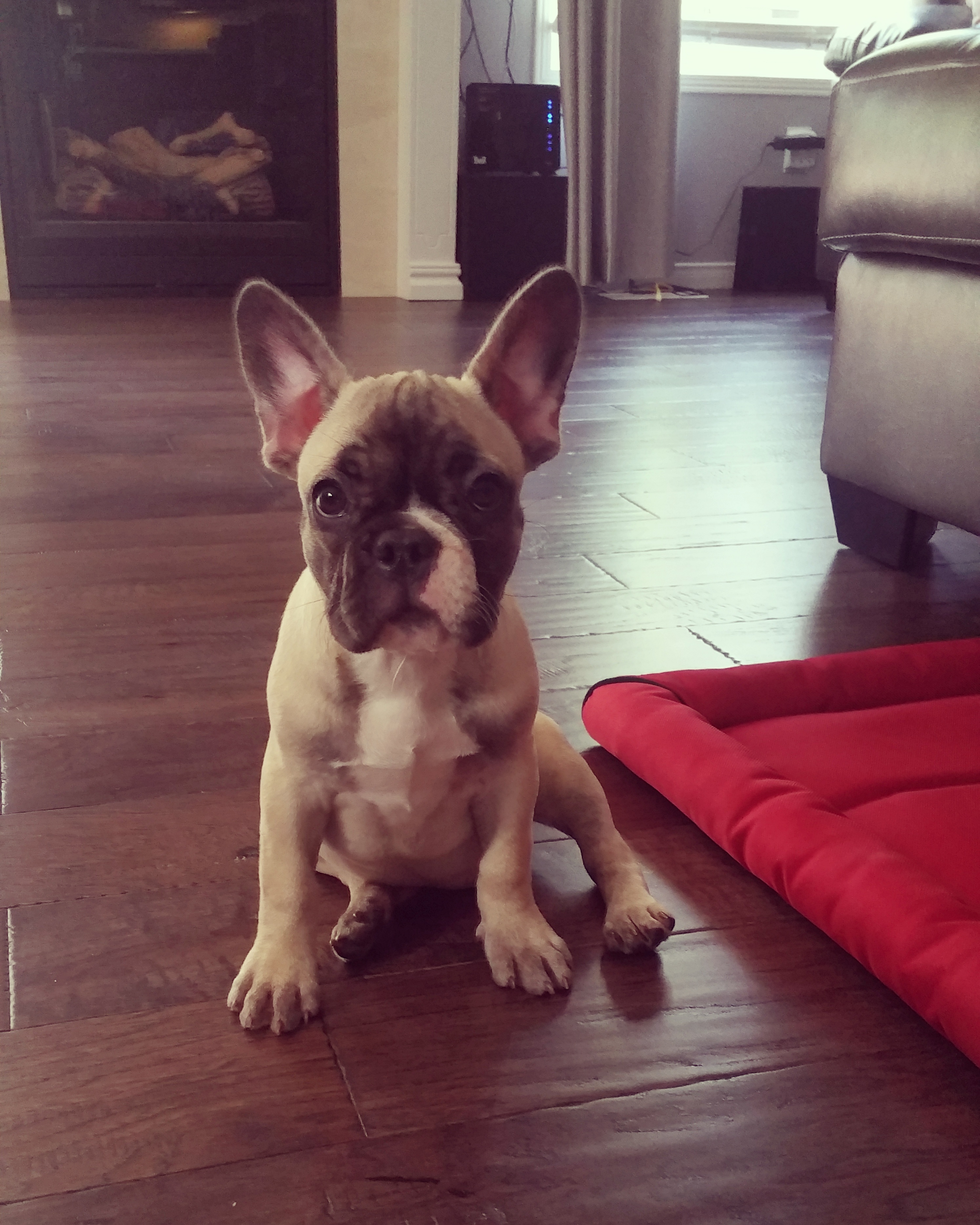Stella in her new home