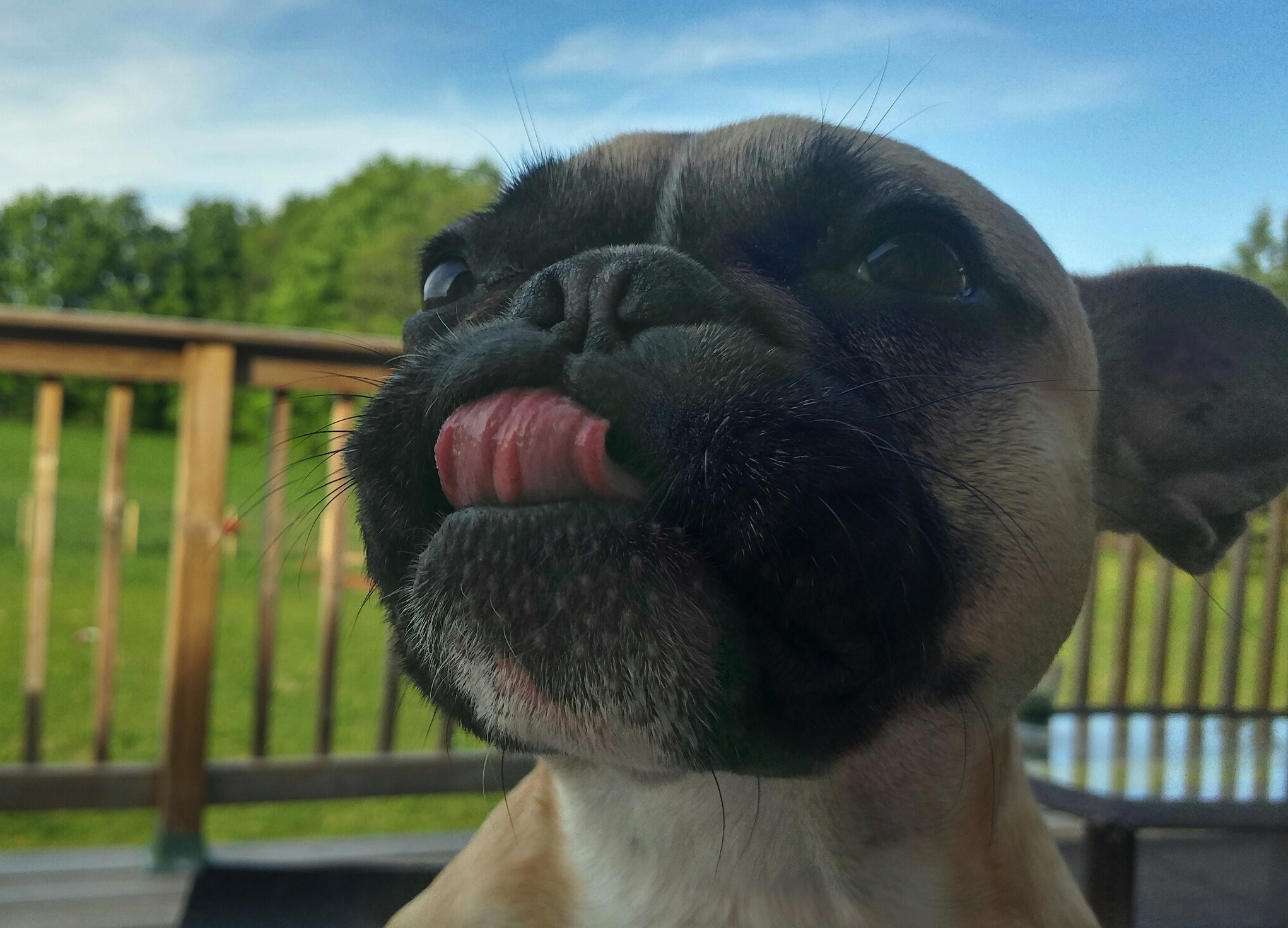 STella(Dutchess