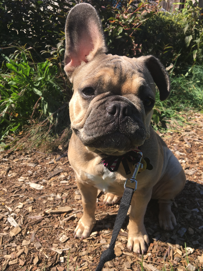 Lil Lou