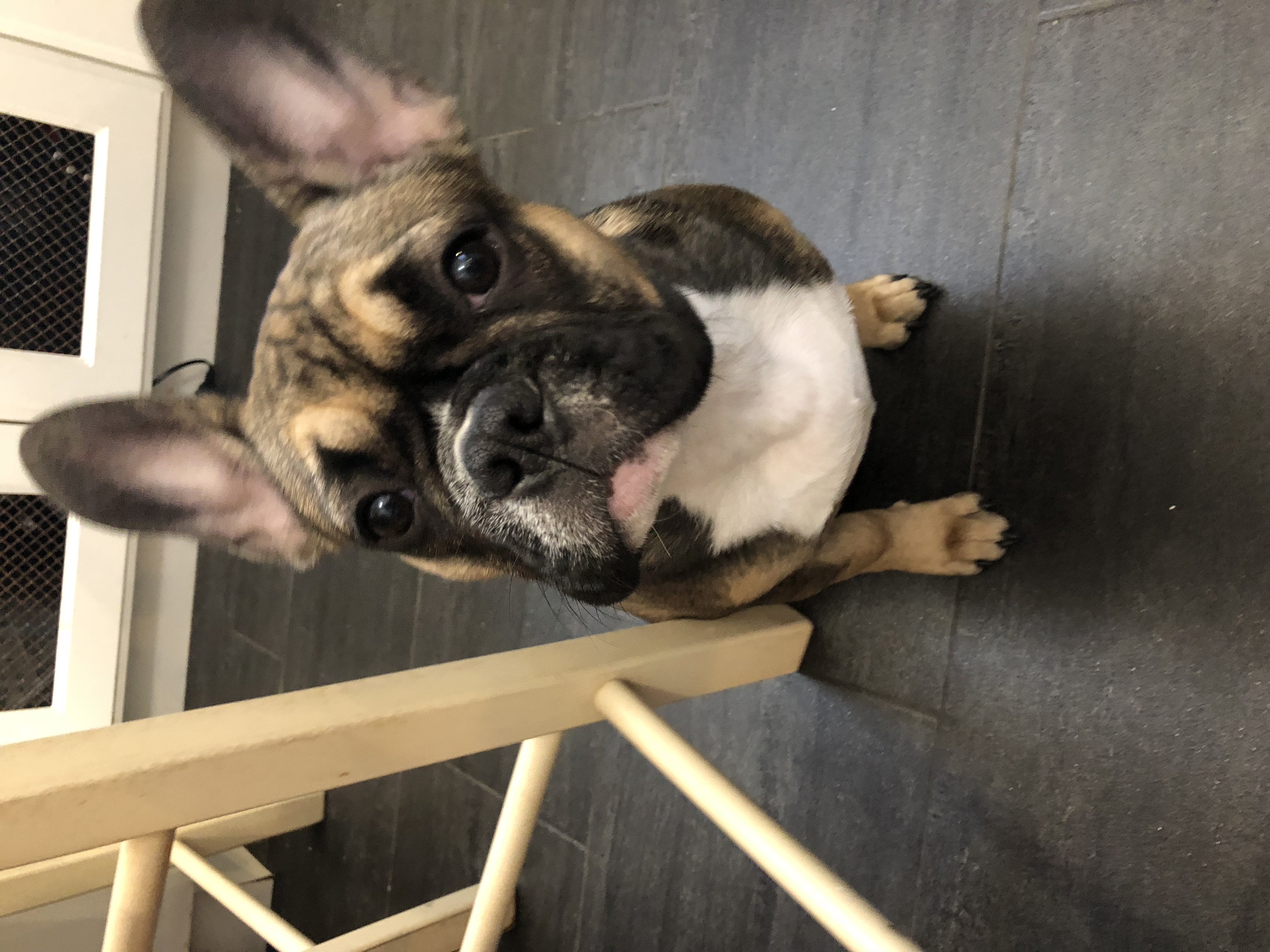 Sammy