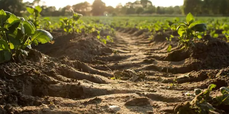 soil-750x375.webp