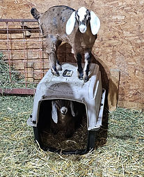 goats.jpg