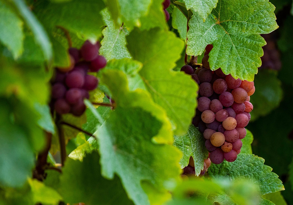 grape-variety-7423702_1920.jpg